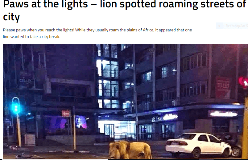 साउथ अफ्रीका के जोहान्सबर्ग की सड़क पर घूमतेा शेर  (सौजन्य: CATERS NEWS)